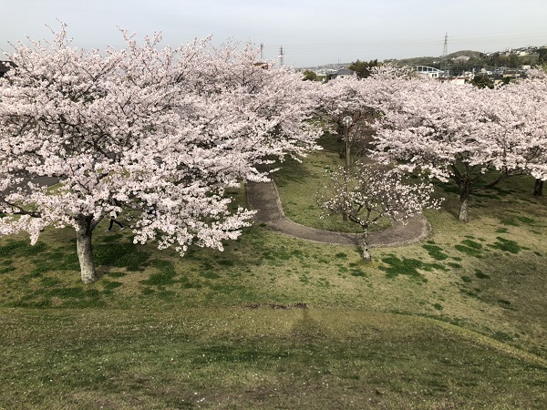 4月・桜